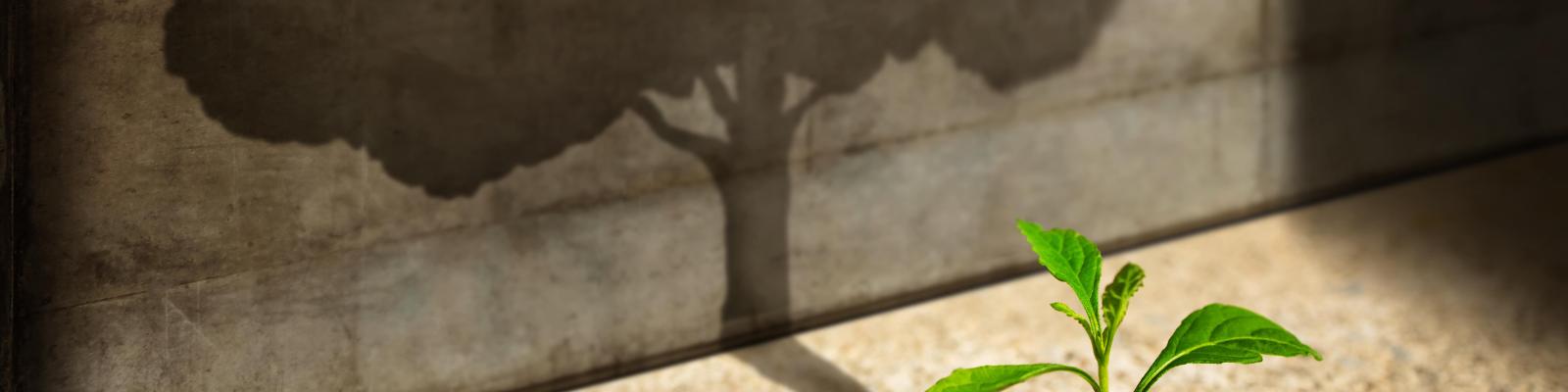 Investissements Alternatifs : des opportunités d'investissement hors du commun